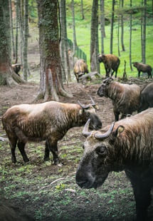 Motithang Takin Preserve 